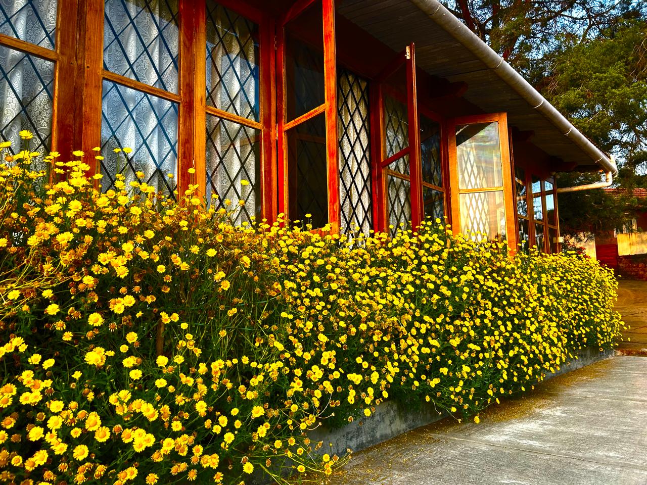 Front cottage view with yellow flowers